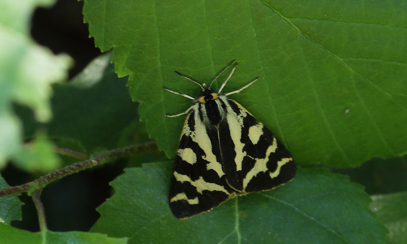 Skovbjrn, Parasemia plantaginis. Spngabcken, Munkhyttan, Sverige d. 2 juli 2015. Fotograf;  Lars Andersen