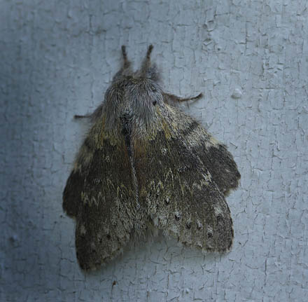Bgespinder, Stauropus fagi. Skogshult, Smland, Sverige d. 4 juli 2015. Fotograf; Lars Andersen