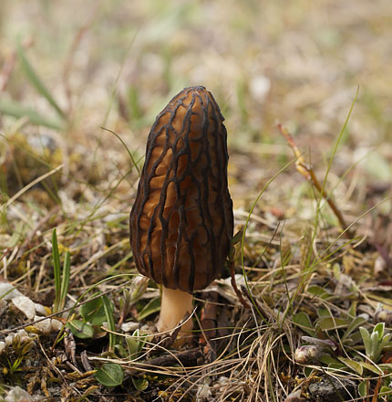 Funsdalen, Hrjedalen, Sverige. d. 13 Juni 2015. Fotograf: Lars Andersen