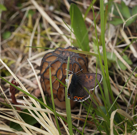 Blå ildfugl, Lycaena helle. Funäsdalen, Härjedalen, Sverige. d. 13 Juni 2015. Fotograf: Lars Andersen
