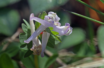 Finger-Lrkespore, Corydalis pumila fra Blekinge, Sverige d. 22 april 2015. Fotograf; Lars Andersen