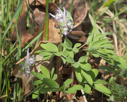Finger-Lrkespore, Corydalis pumila fra Blekinge, Sverige d. 22 april 2015. Fotograf; Lars Andersen