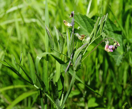 Krat Fladblg, Lathyrus linifolius. Torpgrdet, Smedjebacken, Dalarna, Sverige. d. 11 Juni  2015. Fotograf; Tom Nygaard Kristensen