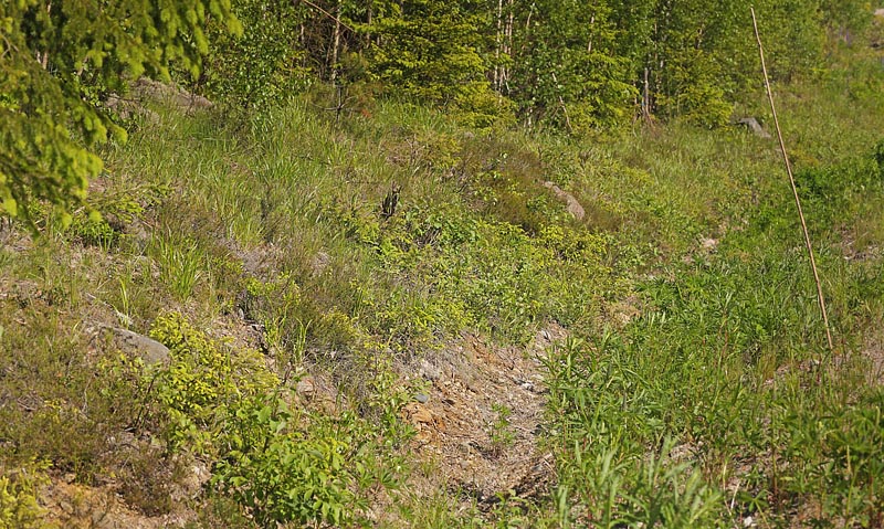 Torpgrdet, Smedjebacken, Dalarna, Sverige. d. 11 Juni  2015. Fotograf: Lars Andersen