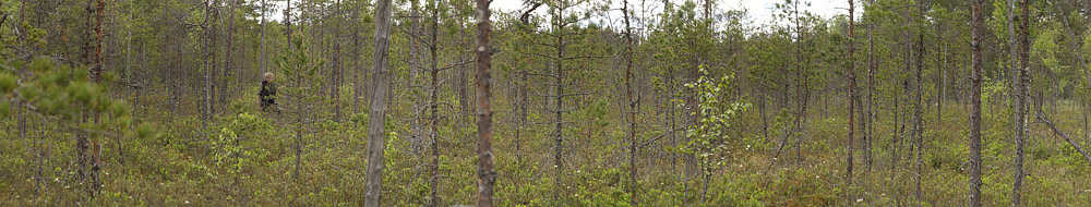 Smalmossen, Fagersta, Sverige d. 11 juni 2015. Fotograf Lars Andersen