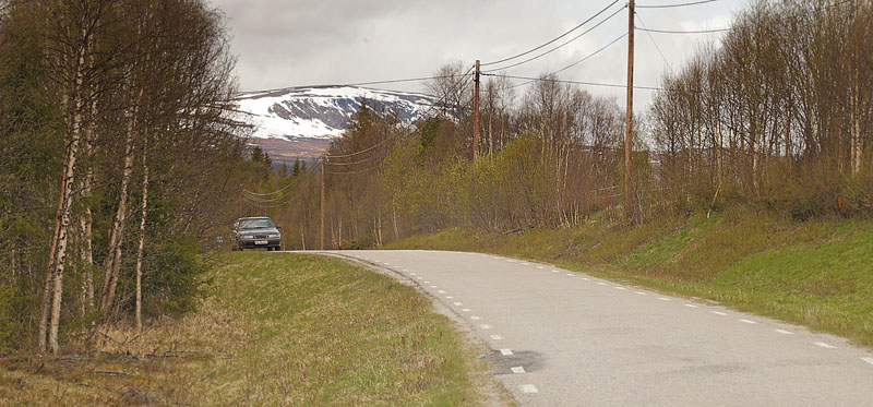 Lokalitet for Blå Ildfugl, Lycaena helle. Funäsdalen, Härjedalen, Sverige. d. 13 Juni 2015. Fotograf: Lars Andersen
