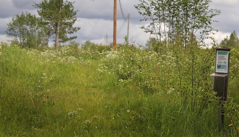 Lokalitet for rensprispletvinge, Melitaea britomartis. Fagersta, Vstmanland, Sverige d. 14 juni 2015. Fotograf; Lars Andersen