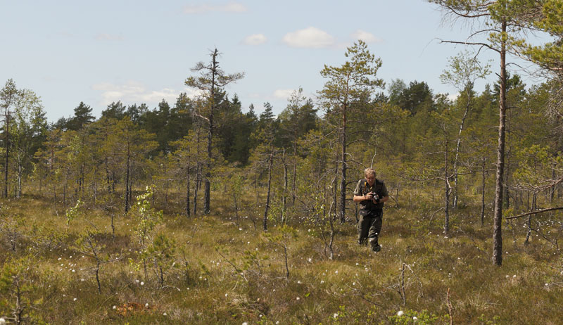 Tom N. Kristensen p lokalitet for Sortringet Perlemorsommerfugl, Boloria eunomia. Fagersmossen, Blombacka, Karlstad, Vrmland, Sverige d. 16 juni 2015. Fotograf; Lars Andersen