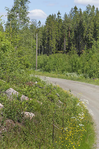 Lokalitet for Herorandje, Coenonympha hero. Laskerud, Nyed, Vrmland, Sverige d. 16 juni 2015. Fotograf; Lars Andersen