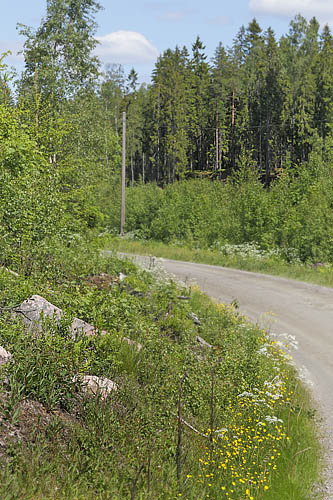 Lokalitet for Herorandøje, Coenonympha hero. Laskerud, Nyed, Värmland, Sverige d. 16 juni 2015. Fotograf; Lars Andersen