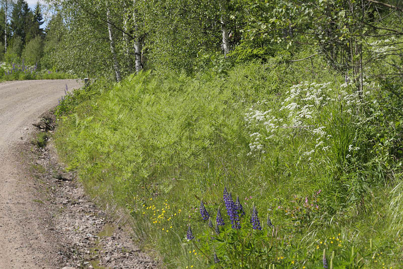 Lokalitet for Herorandje, Coenonympha hero. Mlnbacka, Frdarverbacken, vre Ullerud, Vrmland, Sverige d. 16 juni 2015. Fotograf; Lars Andersen