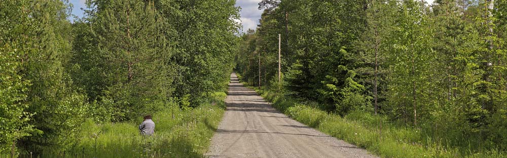 Lokalitet for Gulplettet Bredpande. Pinkomossen, Ljusnarberg, Vstmanland, Sverige d. 27 juni 2015. Fotograf; Lars Andersen