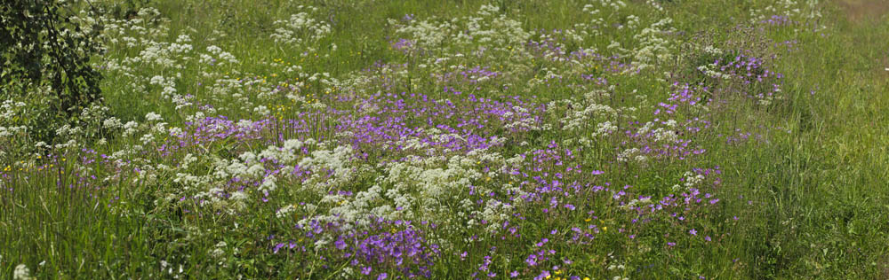 Skov-Storkenb, Geranium sylvaticum. Fagersta, Vstmanland, Sverige d. 28 juni 2015. Fotograf; Lars Andersen