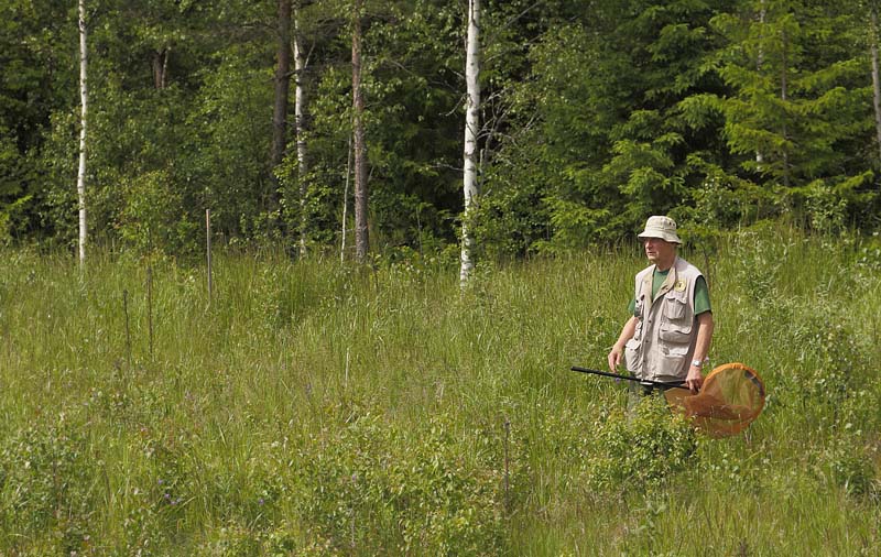 Bengt Wendel p lokalitet for rensprispletvinge, Melitaea britomartis. Fagersta, Vstmanland, Sverige d. 30 juni 2015. Fotograf; Lars Andersen