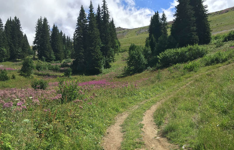 Avoriaz, Haut-Savoie, Frankrig, 1800m hjde d. 28 juli 2015. Fotograf; John Vergo