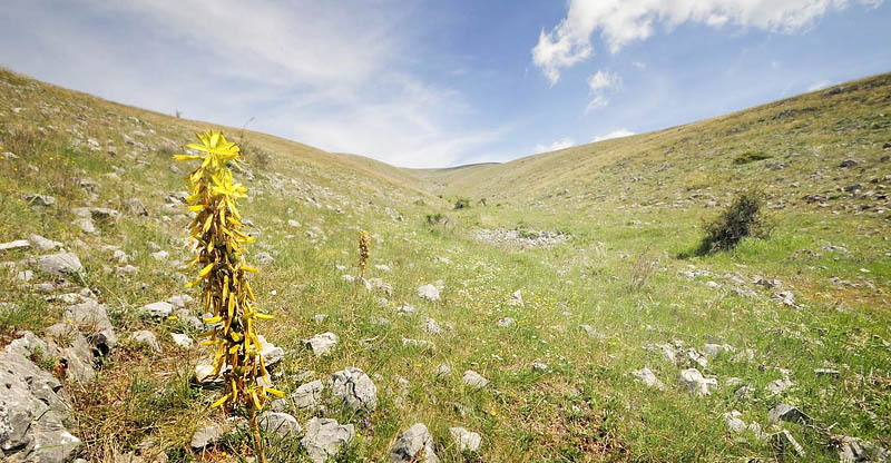 Siatista, Kozani, Grkenland d. 13 maj 2015. Fotograf; Tom Nygaard Kristensen