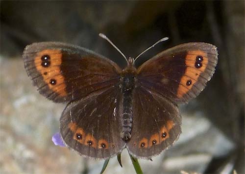Efterårsbjergrandøje, Erebia neoridas. Parc Vall de Sorteny 1965m., Andorra d. 19 August 2012. Fotograf; Pamela Sai