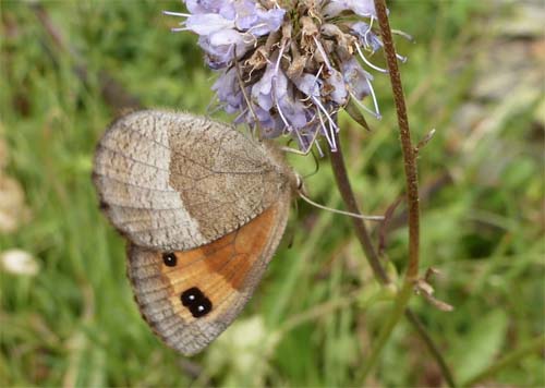 Efterårsbjergrandøje, Erebia neoridas. Parc Vall de Sorteny 1965m., Andorra d. 19 August 2012. Fotograf; Pamela Sai