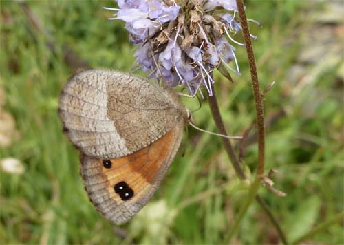 Efterrsbjergrandje, Erebia neoridas. Parc Vall de Sorteny 1965m., Andorra d. 19 August 2012. Fotograf; Pamela Sai