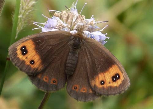 Efterårsbjergrandøje, Erebia neoridas. Parc Vall de Sorteny 1965m., Andorra d. 19 August 2012. Fotograf; Pamela Sai