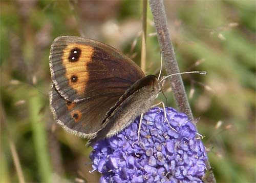 Efterårsbjergrandøje, Erebia neoridas. Parc Vall de Sorteny 1965m., Andorra d. 19 August 2012. Fotograf; Pamela Sai