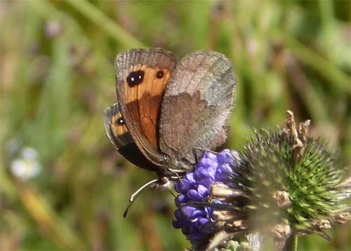 Efterrsbjergrandje, Erebia neoridas. Parc Vall de Sorteny 1965m., Andorra d. 19 August 2012. Fotograf; Pamela Sai