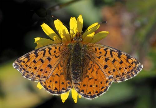 Kaukasisk Perlemorsommerfugl, Boloria caucasica hun. Mount Cheget 2750m., Terksol, North Caucasus, Rusland d. 17 -  august 2018. Fotograf; Pamela Donaldson