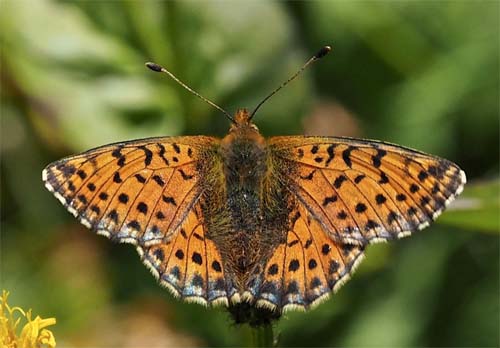 Kaukasisk Perlemorsommerfugl, Boloria caucasica han. Mount Cheget 2750m., Terksol, North Caucasus, Rusland d. 24 august 2018. Fotograf; Pamela Donaldson