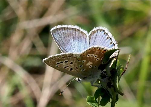 Transkaukasisk Slvblfugl, Lysandra corydonius (Herrich-Schffer, 1852). Podkumok, Kislovodsk, Nordkaukasus, Rusland d. 14. august  2018. Fotograf; Pamela Donaldson