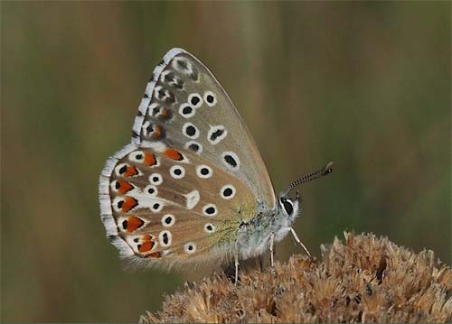 Transkaukasisk Slvblfugl, Lysandra corydonius (Herrich-Schffer, 1852). Podkumok, Kislovodsk, Nordkaukasus, Rusland d. 25. aug 2018. Fotograf; Pamela Donaldson