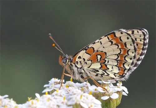 Kaukasisk Rd Pletvinge, Melitaea interrupta. Podkumok, Kislovodsk, Nordkaukasus, Rusland medio august 2018. Fotograf; Pamela Donaldson