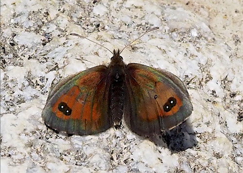 Iransk Bjergrandje, Erebia iranica han. Mount Cheget 2750m., Terksol, Nordkaukasus, Rusland d. 20 august 2018. Fotograf; Pamela Donaldson