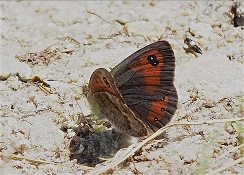 Iransk Bjergrandje, Erebia iranica han. Mount Cheget 2750m., Terksol, Nordkaukasus, Rusland d. 20 august 2018. Fotograf; Pamela Donaldson