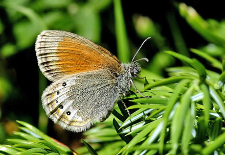 Alpin Perlemorrandje, Coenonympha gardetta. Val Roseg, Schweiz d. 20 juli 2010. Fotograf;  Tom Nygaard Kristensen