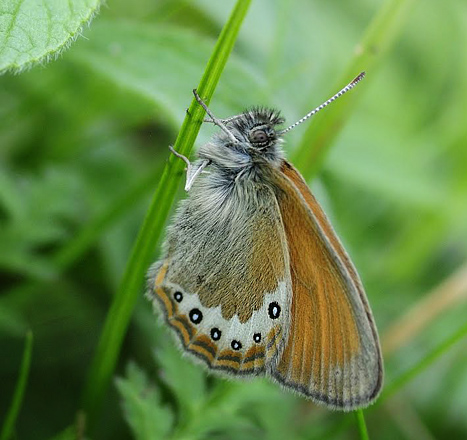 Alpin Perlemorrandje, Coenonympha gardetta. Gredetschtal, Schweiz d. 24 juli 2014. Fotograf;  Tom Nygaard Kristensen