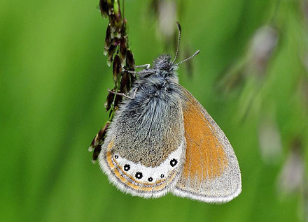 Alpin Perlemorrandje, Coenonympha gardetta. Albula Pas, Schweiz d. 8 juli 2015. Fotograf;  Tom Nygaard Kristensen