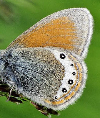 Alpin Perlemorrandøje, Coenonympha gardetta. Albula Pas, Schweiz d. 8 juli 2015. Fotograf; Tom Nygaard Kristensen