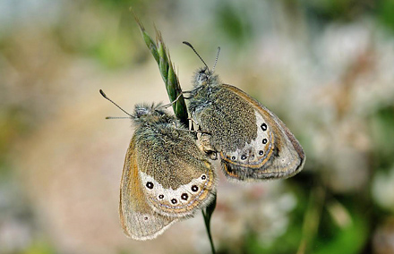 Alpin Perlemorrandje, Coenonympha gardetta. Val Roseg, Schweiz d. 9 juli 2015. Fotograf;  Tom Nygaard Kristensen