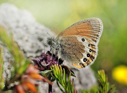 Alpin Perlemorrandje, Coenonympha gardetta. Albula Pas, Schweiz d. 8 juli 2015. Fotograf;  Tom Nygaard Kristensen