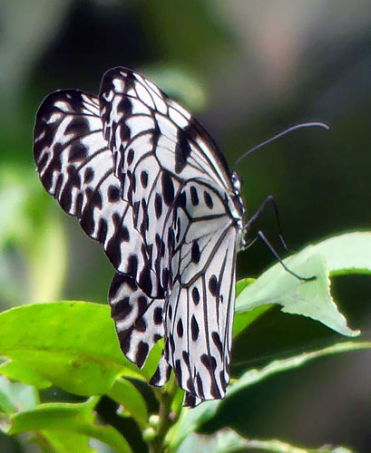 Ceylon Tree Nymph, Idea iasonia. Sinharaja, Sri Lanka d. 28 december 2015. Fotograf; Regitze Enoksen