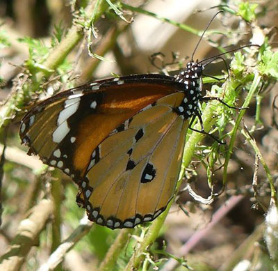 Plain Tiger, Danaus chrysippus. Kandy Sri Lanka, Sri Lanka d. 24 december 2015. Fotograf; Regitze Enoksen