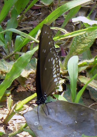 Brown King Crow, Euploea klugii (Moore, 1857). Kandy Sri Lanka, Sri Lanka d. 24 december 2015. Fotograf; Regitze Enoksen
