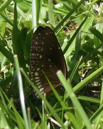 Brown King Crow, Euploea klugii (Moore, 1857). Kandy Sri Lanka, Sri Lanka d. 24 december 2015. Fotograf; Regitze Enoksen