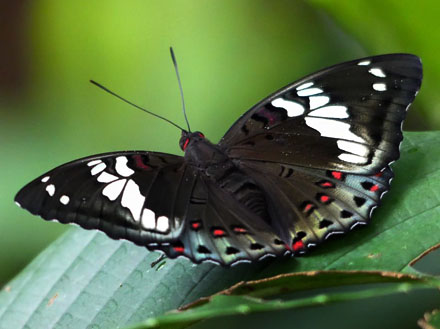 Gaudy Baron, Euthalia lubentina arasada (Fruhstorfer, 1913). Sinharaja, Sri Lanka d. 28 december 2015. Fotograf; Regitze Enoksen