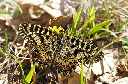 Italiensk Guirlandesommerfugl, Zerynthia cassandra. Provence, Frankrig d. 9 april 2011. Fotograf; Tom Nygard Kristensen
