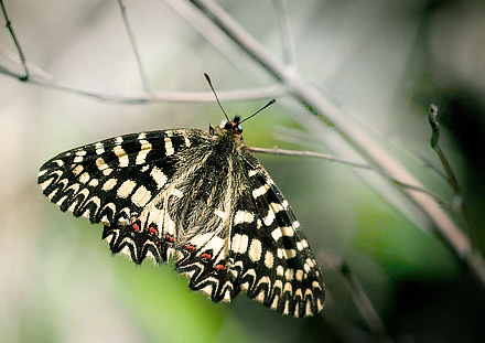 Italiensk Guirlandesommerfugl, Zerynthia cassandra. Provence, Frankrig d. 9 april 2011. Fotograf; Tom Nygard Kristensen