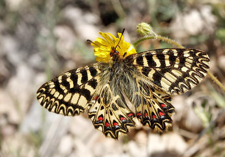 Italiensk Guirlandesommerfugl, Zerynthia cassandra. Provence, Frankrig d. 9 april 2011. Fotograf; Tom Nygard Kristensen