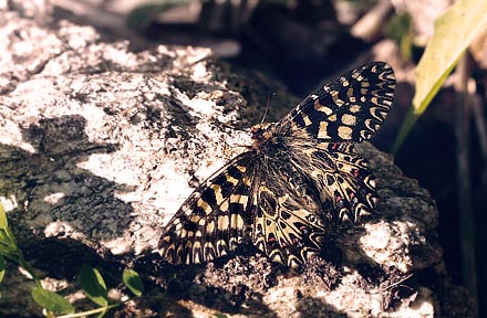 Italiensk Guirlandesommerfugl, Zerynthia cassandra. Provence, Frankrig d. 9 april 2011. Fotograf; Tom Nygard Kristensen