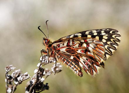 Italiensk Guirlandesommerfugl, Zerynthia cassandra. Provence, Frankrig d. 9 april 2011. Fotograf; Tom Nygard Kristensen