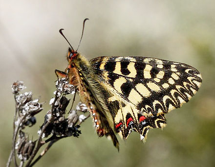 Italiensk Guirlandesommerfugl, Zerynthia cassandra. Provence, Frankrig d. 9 april 2011. Fotograf; Tom Nygard Kristensen